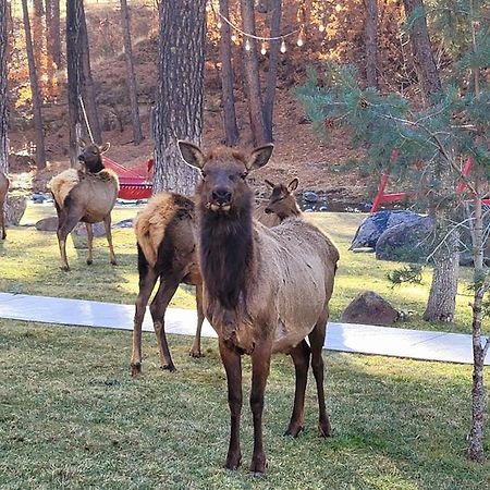 Отель Sierra Blanca Cabins Руидозо Экстерьер фото